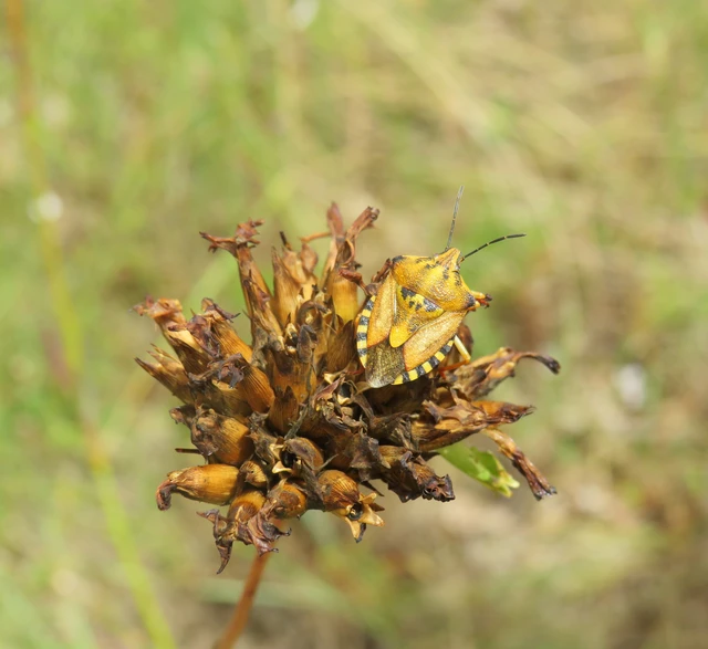 Carpocoris