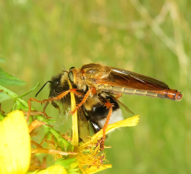 Stenopogon sabaudus