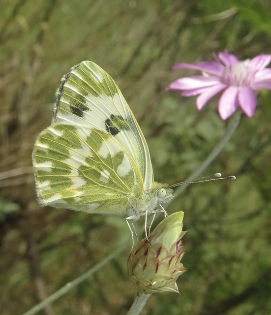 Pontia edusa - rezedalepke