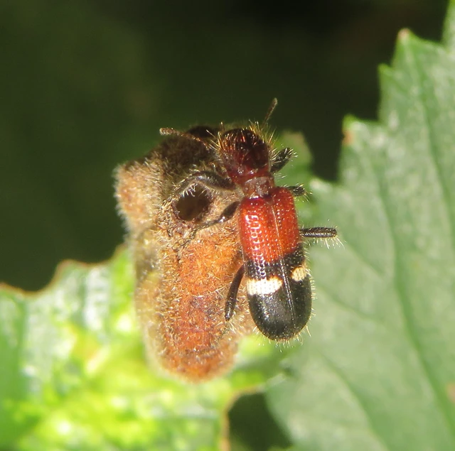 Tilloidea unifasciata - szőlő-szúfarkas
