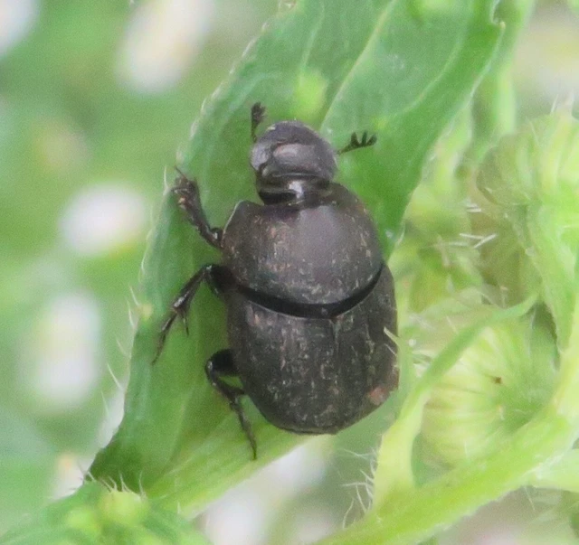 Onthophagus verticicornis - fekete trágyatúró