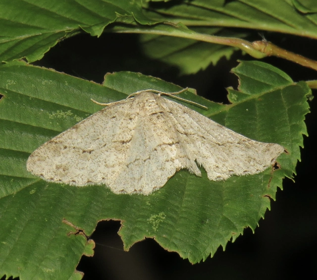 Ectropis crepuscularia - avararaszoló