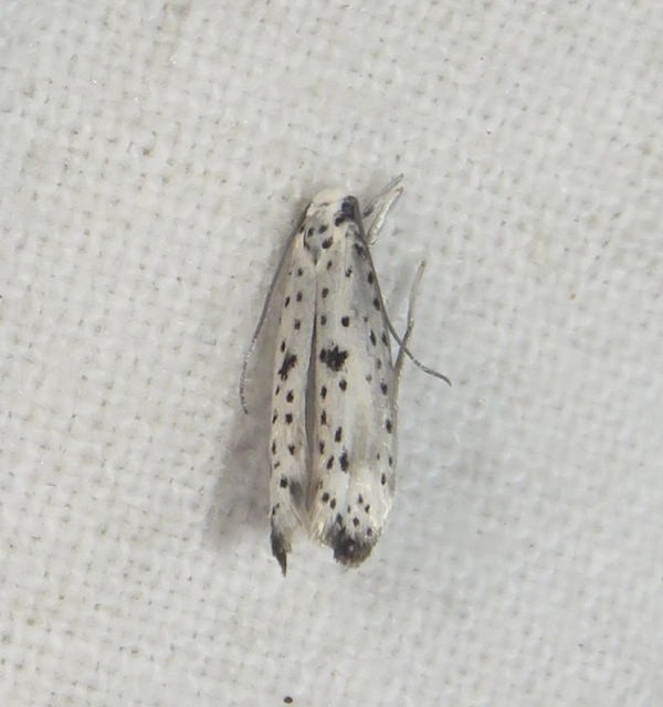 Yponomeuta plumbella - pókhálós bengemoly