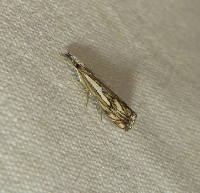 Catoptria falsella - hálós fűgyökérmoly