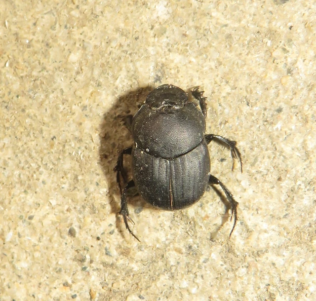 Onthophagus verticicornis - fekete trágyatúró
