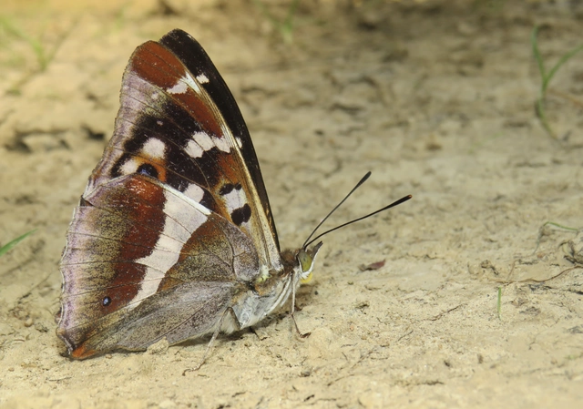 Apatura iris - nagy színjátszólepke