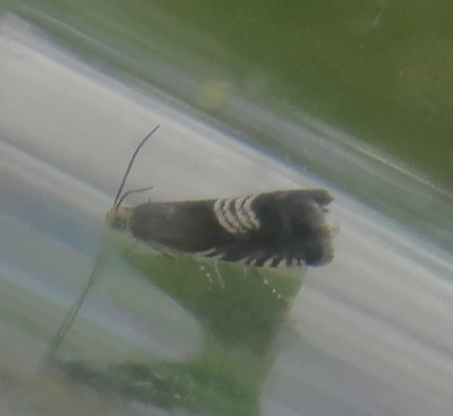 Grapholita compositella - lucernahüvelymoly