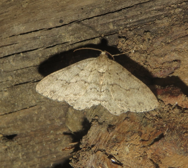 Ectropis crepuscularia - avararaszoló