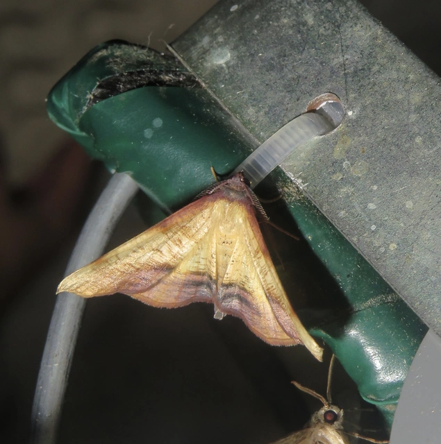 Plagodis dolabraria - baltaszárnyú araszoló