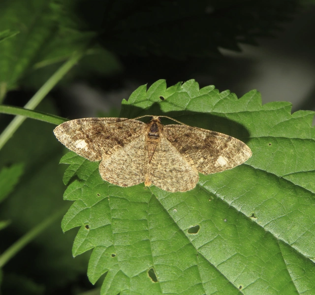 Parectropis similaria - barna zuzmóaraszoló