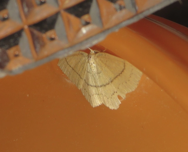 Cyclophora linearia - vonalas pettyesaraszoló