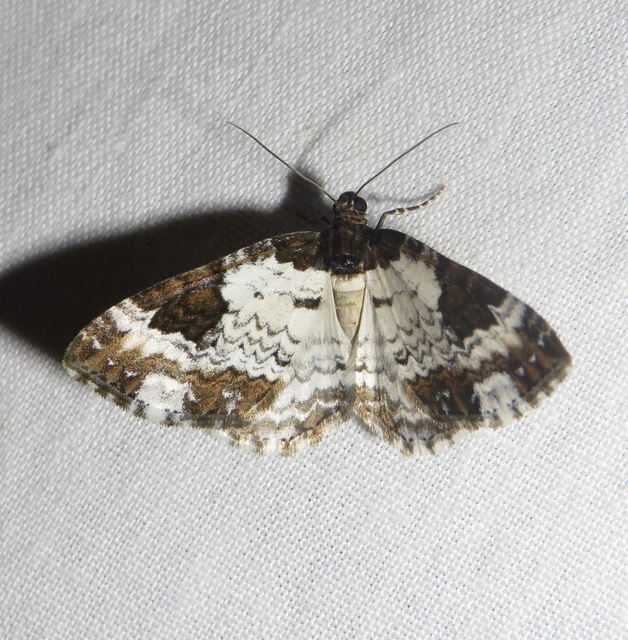 Melanthia procellata - hullámos tarkaaraszoló