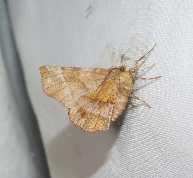 Selenia dentaria - kétfoltos holdasaraszoló