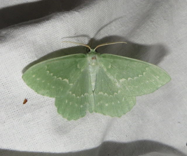 Geometra papilionaria - nagy zöldaraszoló