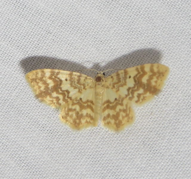 Hydrelia flammeolaria - narancssárga araszoló