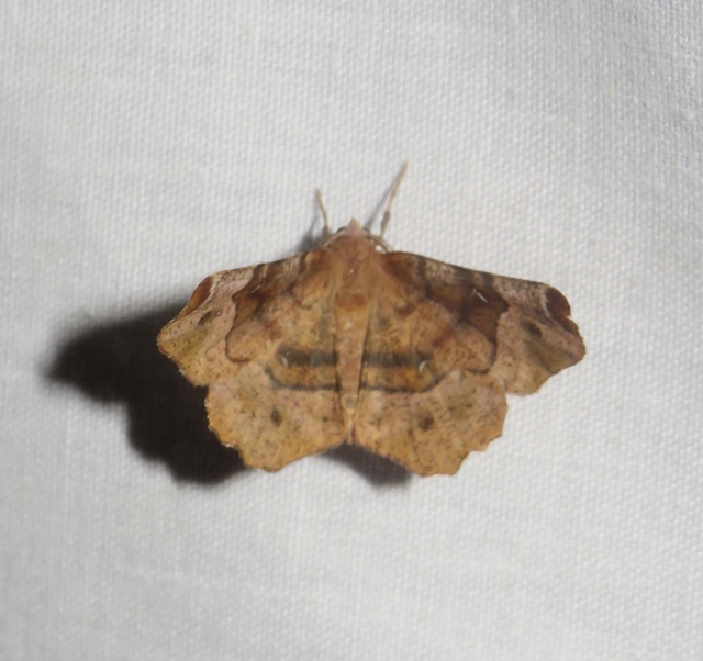 Selenia tetralunaria - négyfoltos holdasaraszoló