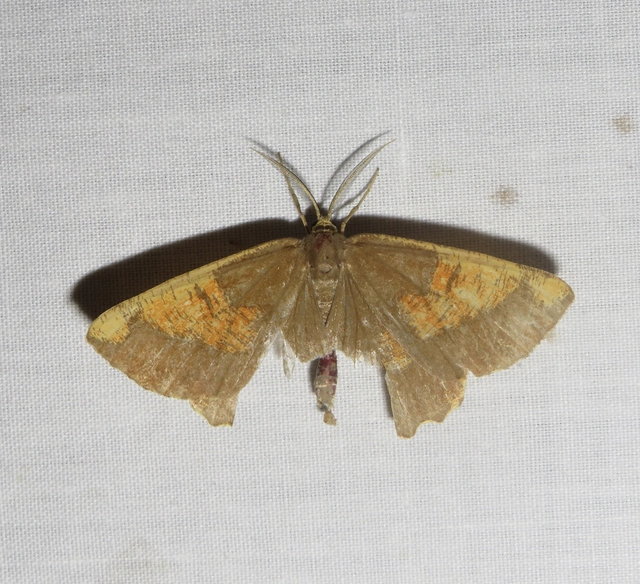 Angerona prunaria - sárga kökényaraszoló