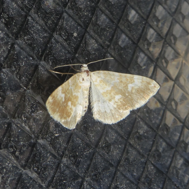 Perizoma flavofasciata - sárgasávos fehéraraszoló