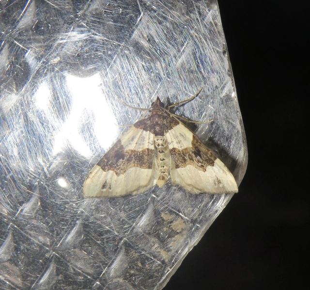 Cosmorhoe ocellata - szemes galajaraszoló