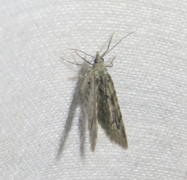 Chloroclystis v-ata - zöldes törpearaszoló