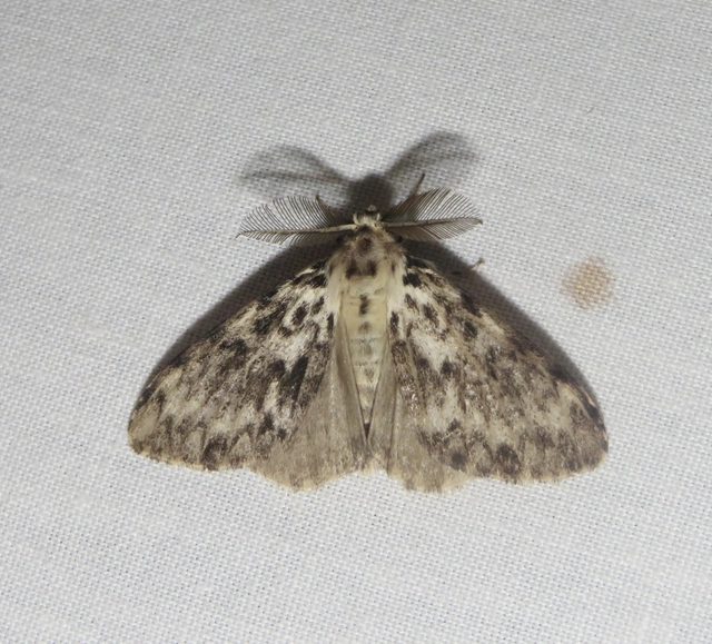 Lymantria monacha - apácalepke