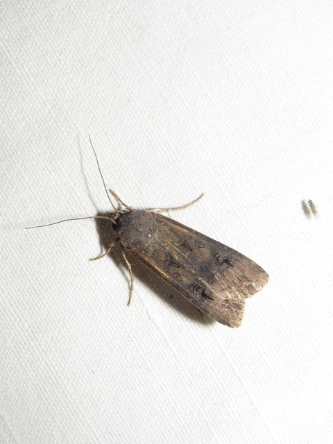 Agrotis ipsilon - nagy földibagoly
