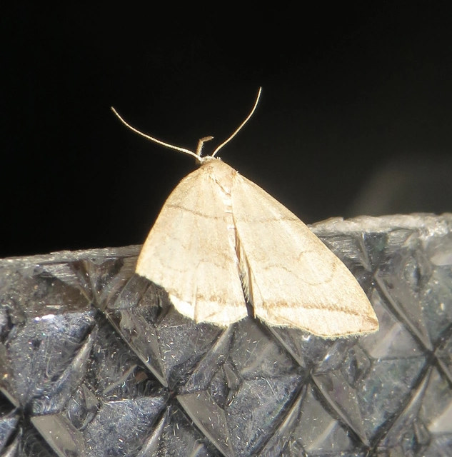 Herminia grisealis - ligeti karcsúbagoly