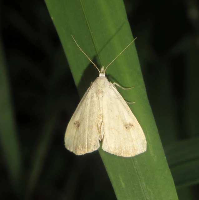 Rivula sericealis - selymes lórombagoly