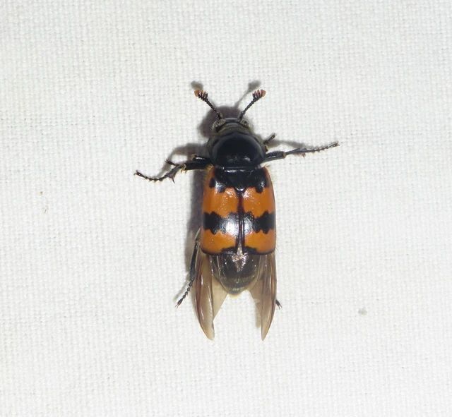 Nicrophorus vespillo - közönséges temetőbogár