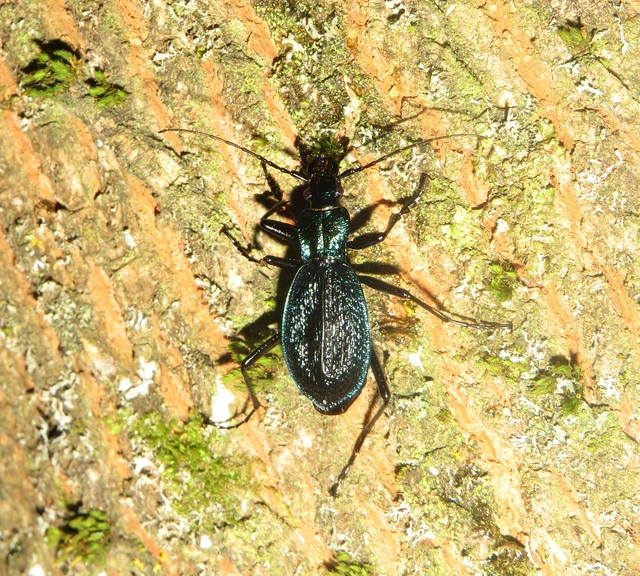 Carabus intricatus - kék laposfutrinka