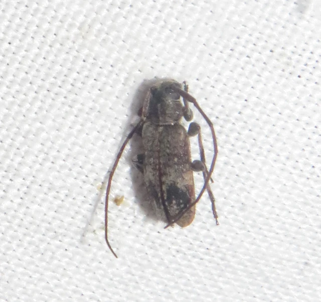 Exocentrus adspersus - tölgyfa-rőzsecincér