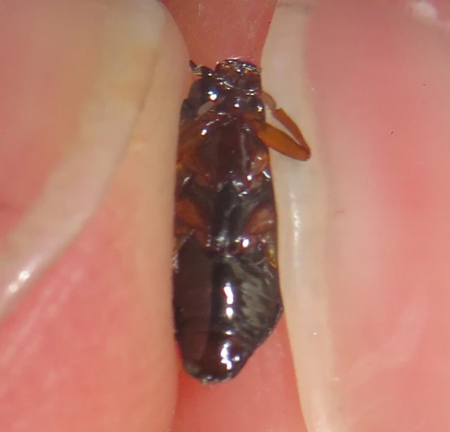 Gyrinus distinctus