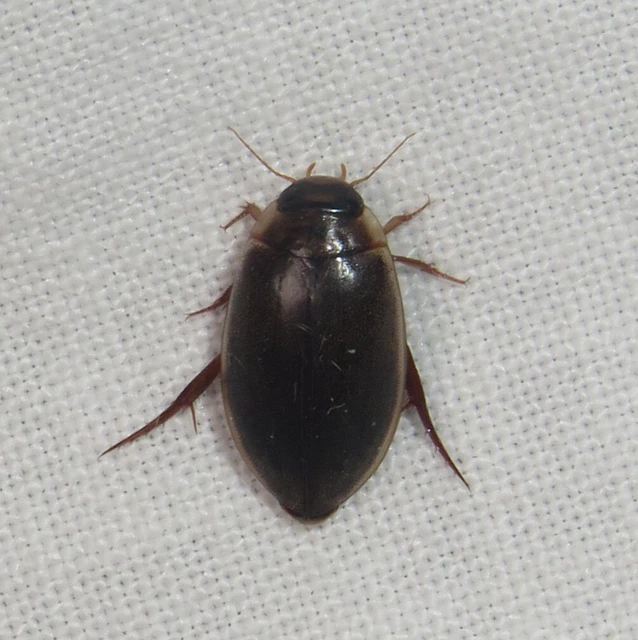 Rhantus suturalis - gyakori particsíkbogár