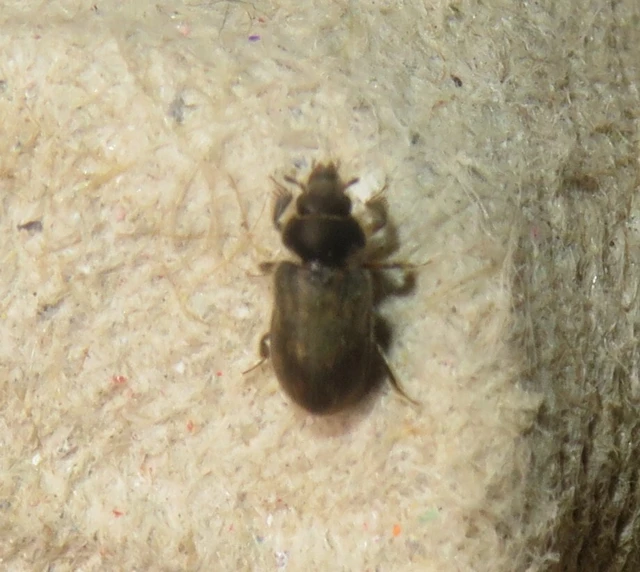 Heterocerus fenestratus - foltos iszapbogár