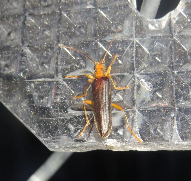 Nacerdes carniolica - karnóliai álcincér