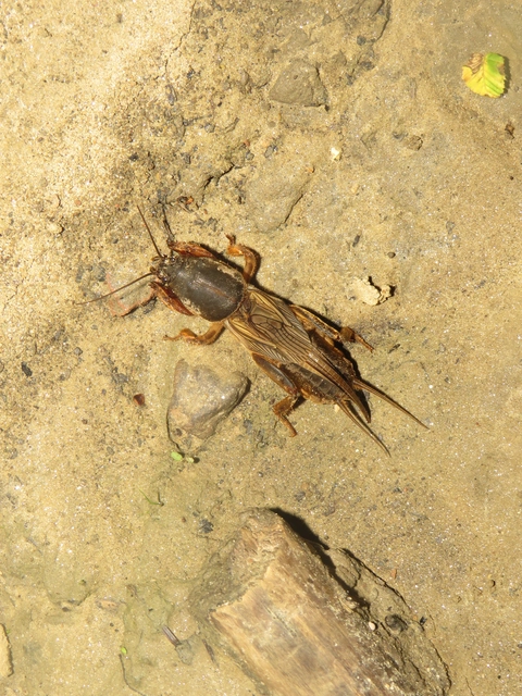 Gryllotalpa