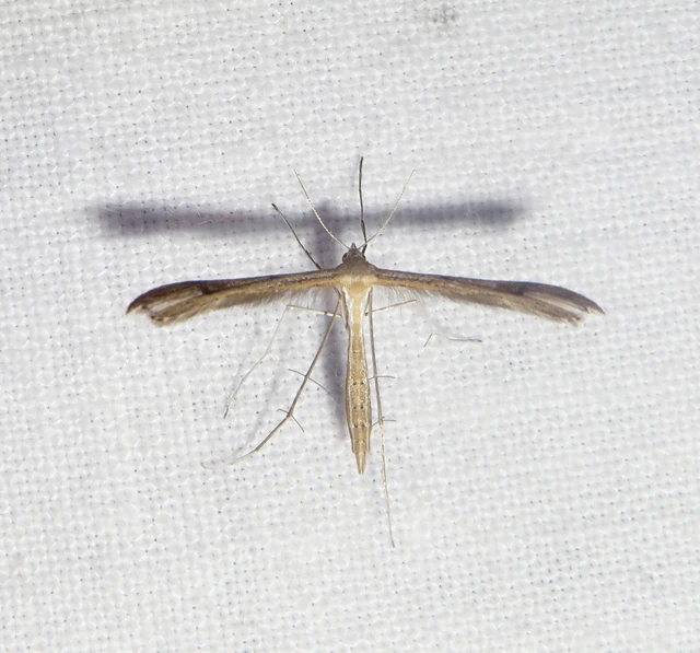 Pterophoridae - tollasmolyfélék