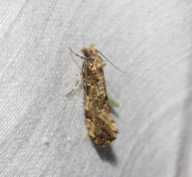 Morophaga choragella - közönséges óriásmoly