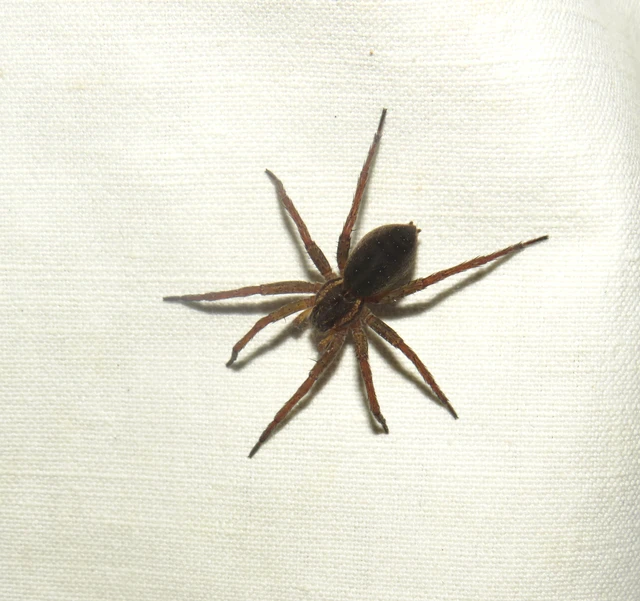 Dolomedes plantarius/fimbriatus