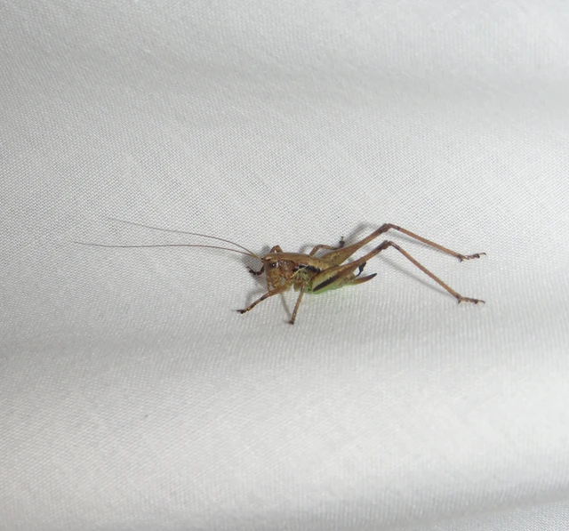 Pholidoptera griseoaptera - szürke avarszöcske