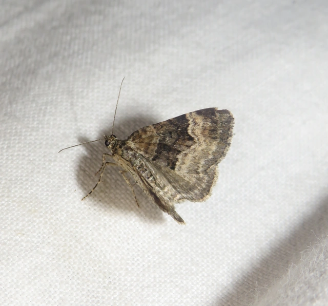 Xanthorhoe biriviata - kétsávos tarkaaraszoló