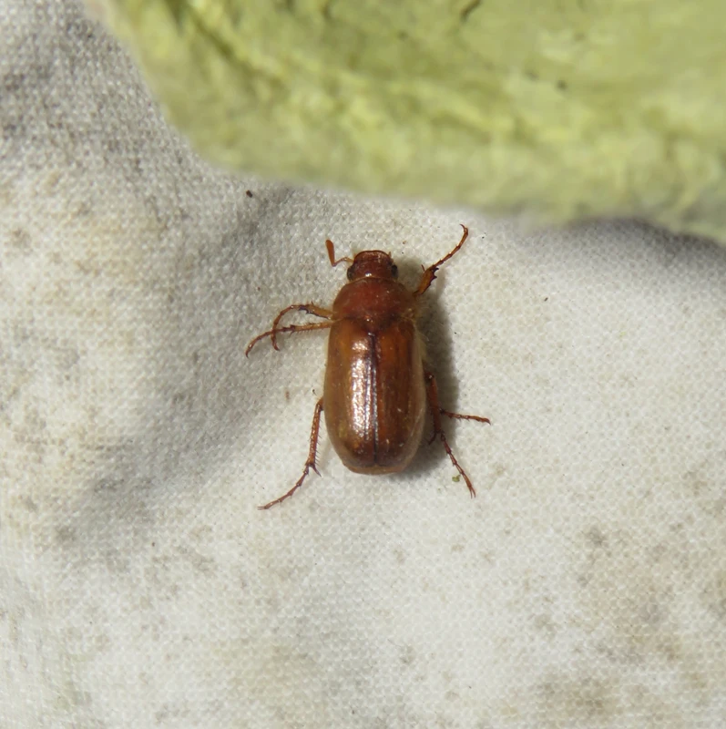 Amphimallon assimile - kis sárgacserebogár