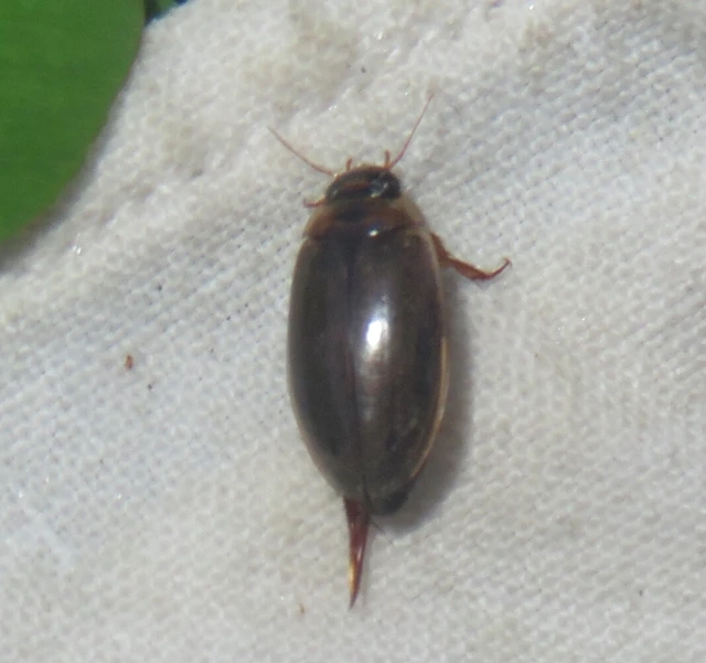 Rhantus suturalis - gyakori particsíkbogár