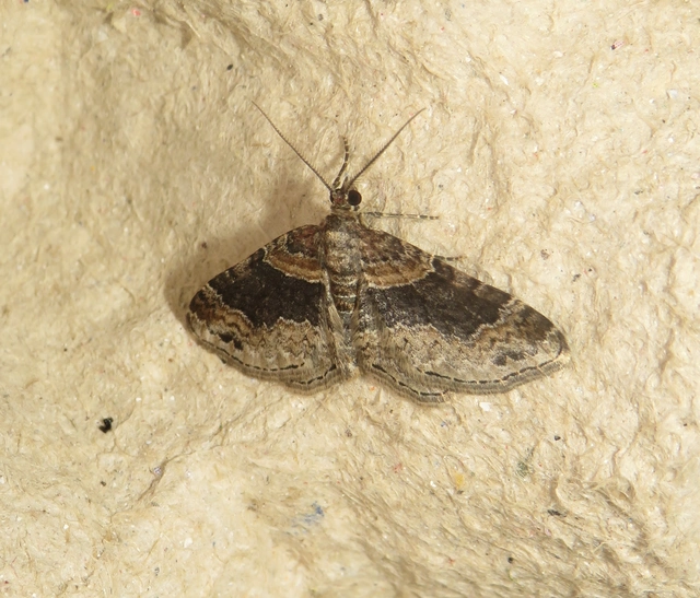 Xanthorhoe ferrugata - kerti tarkaaraszoló