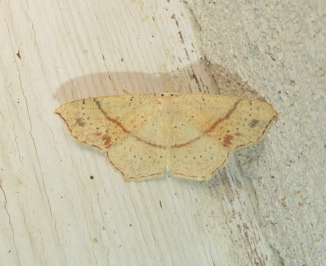Cyclophora punctaria - sávos pettyesaraszoló