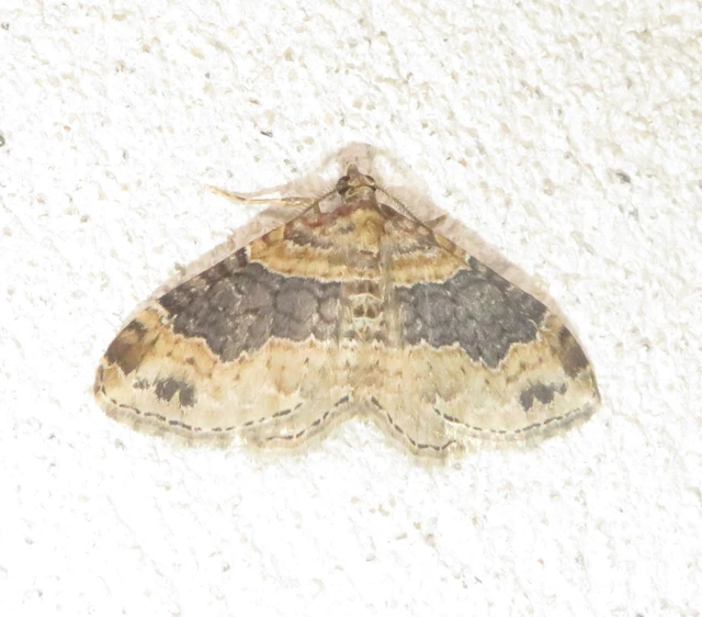 Xanthorhoe ferrugata - kerti tarkaaraszoló