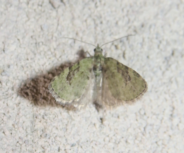 Chloroclystis v-ata - zöldes törpearaszoló
