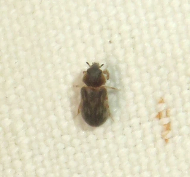 Heterocerus fenestratus - foltos iszapbogár