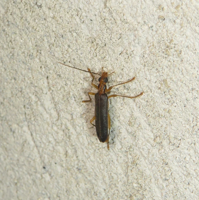 Nacerdes carniolica - karnóliai álcincér