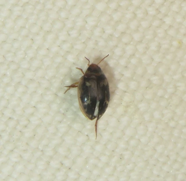Hygrotus inaequalis - gyakori aprócsíkbogár